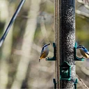 Adult Field Course: The Birds of Grandfather Mountain: The Wonders of Migration