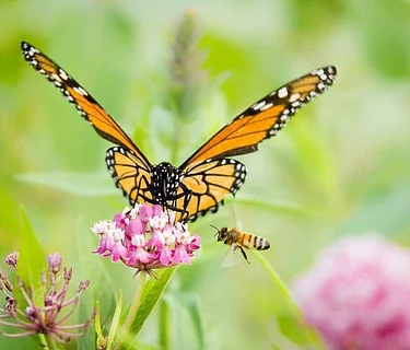 Nature Sunday: The Remarkable World of Butterflies