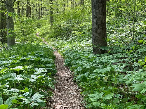 Beyond the Fence Trail Hike