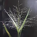 CNSS: Our Arizona Grasses: Why We Are Unique