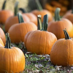 Spooktacular Halloween Family Festival