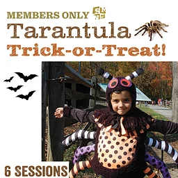 Tarantula Trick-or-Treat!