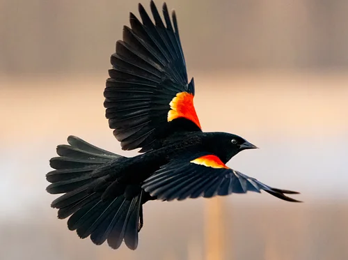 Birding Walk