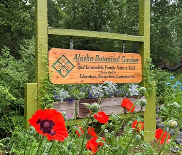 Discovery Table- Himalayan poppies