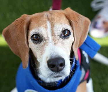 Paws and Tales at Pacific Highlands Ranch Library