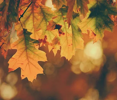 Thanksgiving Eve | Early Closing