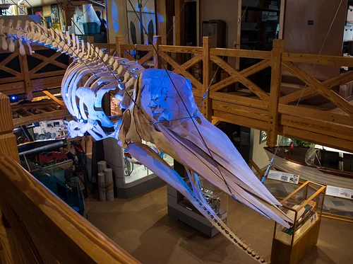 The Story Behind Echo the Whale and his Skeleton