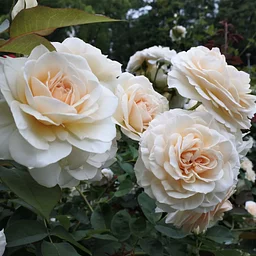 Astoria Regatta’s Rose Planting Ceremony Saturday, August 8, 2026