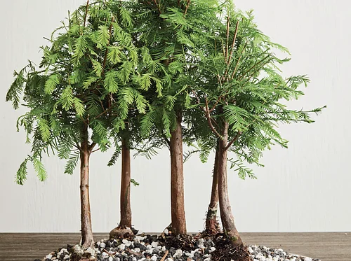 2026 The Art of Bonsai: June-Thurs