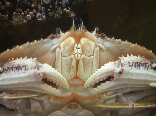Lecture – Dungeness Crab in the Salish Sea: The Power of Collaborative Research