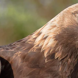Eagle Presentation