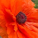 Newton Community Farm logo