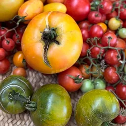 Our Annual Heirloom Tomato Event Returns!