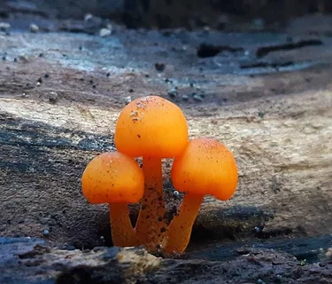 AARP 50+ Walk Series: Frightful Fungi at DMH