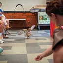 Nature Explorers – Animal Movements