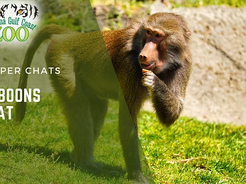 Baboons Chat