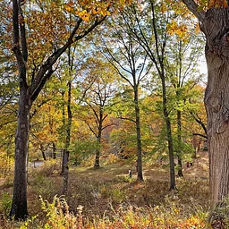 Evolving Landscapes: Olmsted, Design, and the Arnold Arboretum