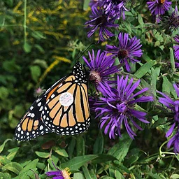 Monarch Migration!