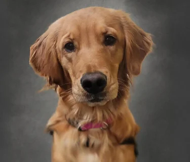 Tails and Tales with Mia the Therapy Dog