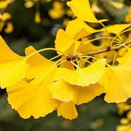 SEASONAL SPLENDOR TOUR: NOVEMBER 5