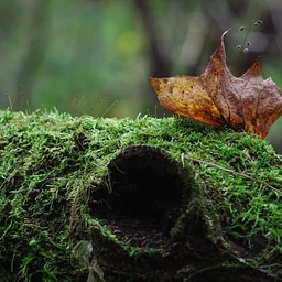 Autumn Leaf Art
