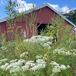 Planting in the Garden