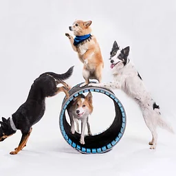 Mutts Gone Nuts