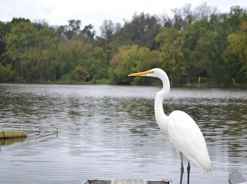 Black Birders Week: Beaks, Feet, & Feathers Boat Tour