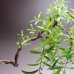 2026 The Art of Bonsai: Nov-Thursday