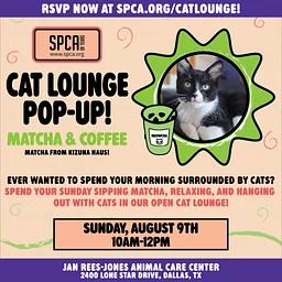 Cat Lounge Pop-Up featuring Kizuna Haus Matcha + Coffee