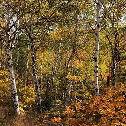 Walking our Fall forest with Jim Rassman