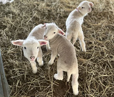 Lambing Barn Tour