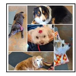 Read To or Visit a Therapy Dog!