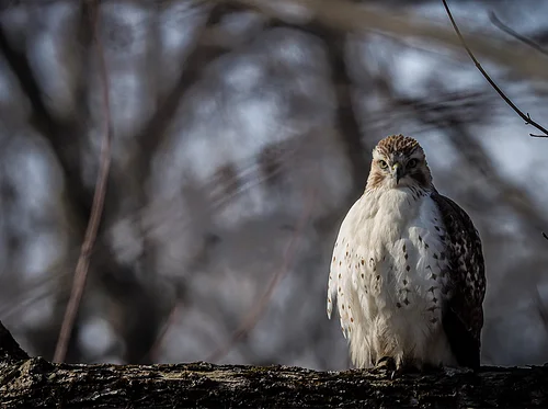 Hawk Talk