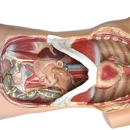 VISCERA