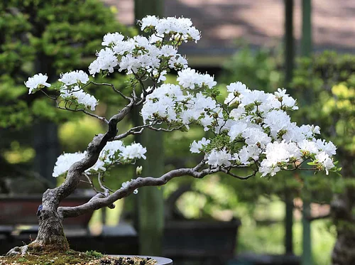 2026 The Art of Bonsai: July-Saturday