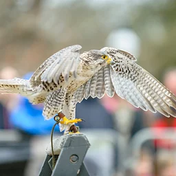 Birds of Prey Flight Demo