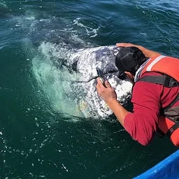 San Ignacio Lagoon Grey Whale Charters Premium Tent Camp