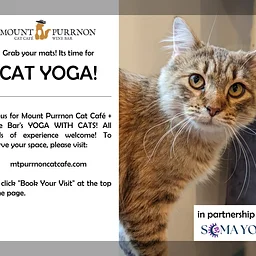 Yoga with Cats