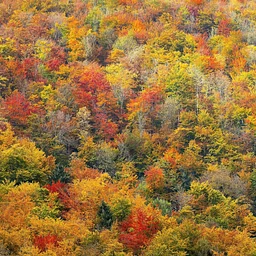 Fall Leaves Crafts Week