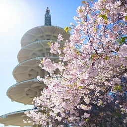 Northern California Cherry Blossom Festival