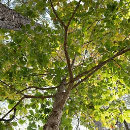 Woody Ethnobotany