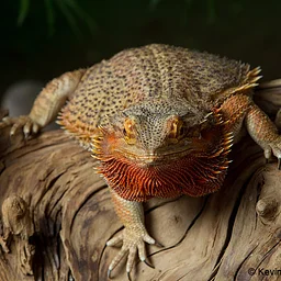 Lizard Animal Ambassador Story Time