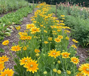 Community Plant Sale and Open House