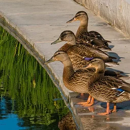 Accessible Birding