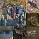 Bell’s Neck Birding Field Class