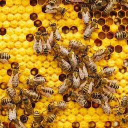 Science Saturday: The Science of Bees & Honey