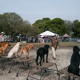 Retriever Demo with Wildrose Kennels “7 Habits of the Highly Successful Gundog”