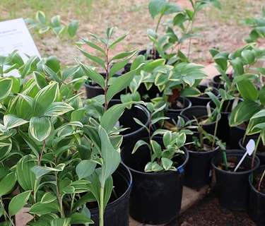 Spring Plant & Print Sale