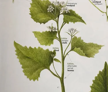 Kin Outing | Garlic Mustard Pick